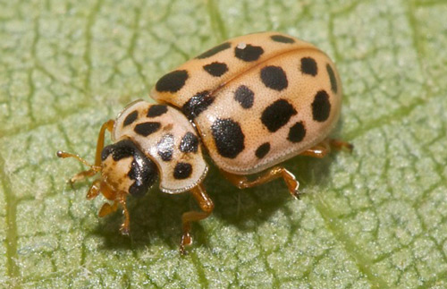 Water Ladybird - Ladybirds species | CHIAMAIAS JISHEBI | ჭიამაიას ჯიშები